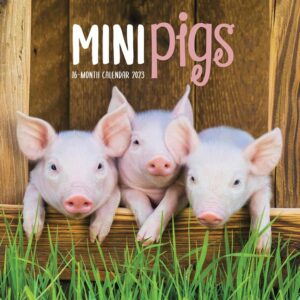 Mini Pigs Calendar 2023