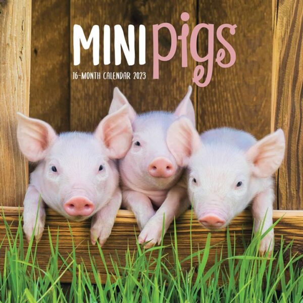 Mini Pigs Calendar 2023