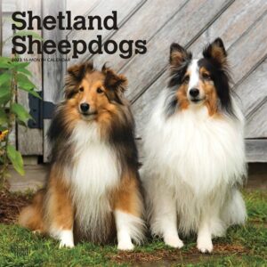 Shetland Sheepdogs Calendar 2023
