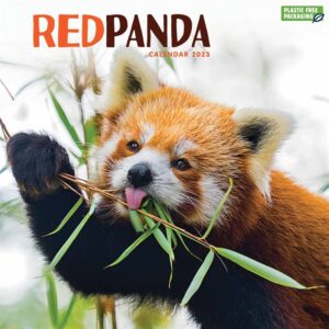 Red Pandas Calendar 2023