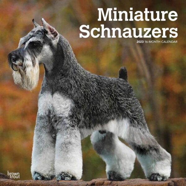 Miniature Schnauzers Calendar 2023