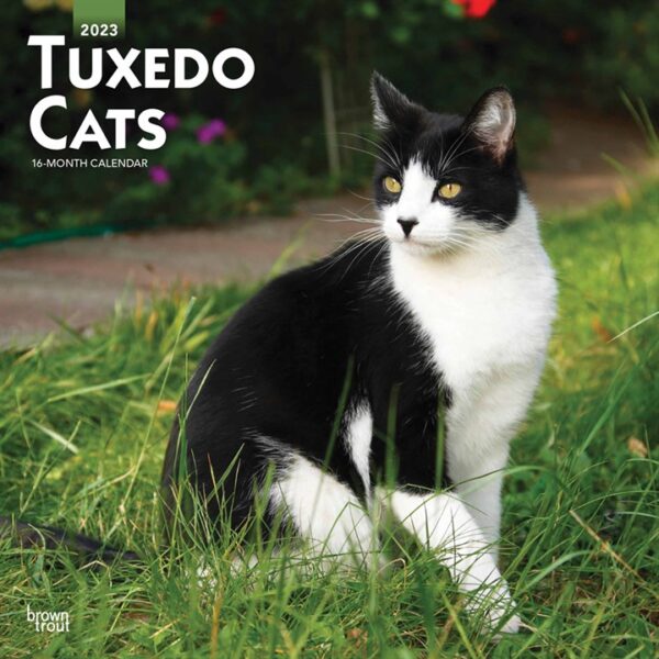 Tuxedo Cats Calendar 2023