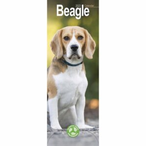 Beagle Slim Calendar 2023