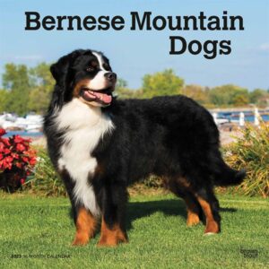 Bernese Mountain Dogs Calendar 2023