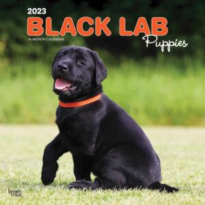 Black Lab Puppies Calendar 2023
