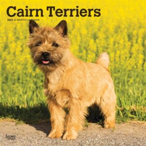Cairn Terriers Calendar 2023