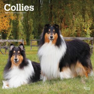 Collies Calendar 2023