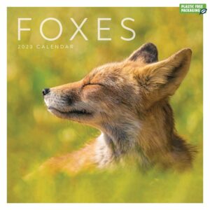 Foxes Calendar 2023