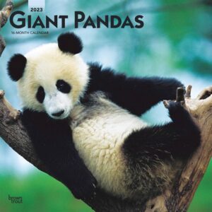 Giant Pandas Calendar 2023