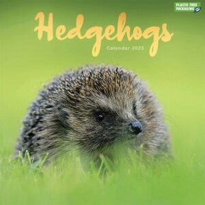Hedgehogs Calendar 2023