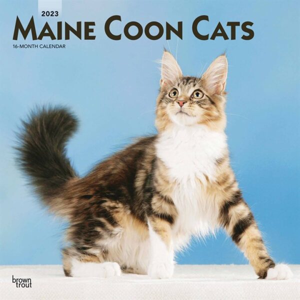 Maine Coon Cats Calendar 2023