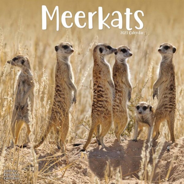 Meerkats Calendar 2023