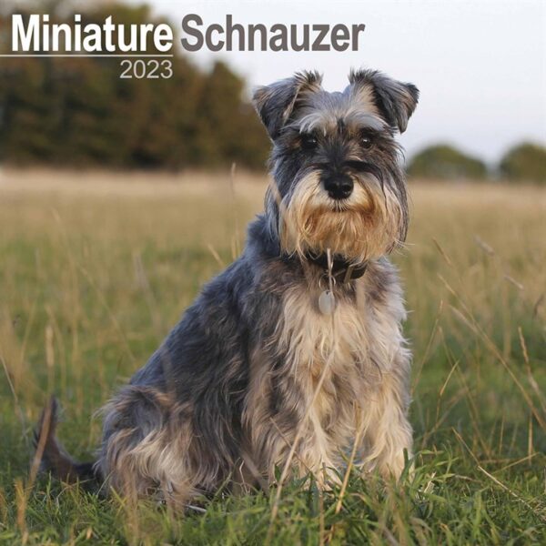 Miniature Schnauzer Calendar 2023