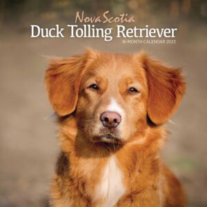 Nova Scotia Duck Tolling Retriever Calendar 2023