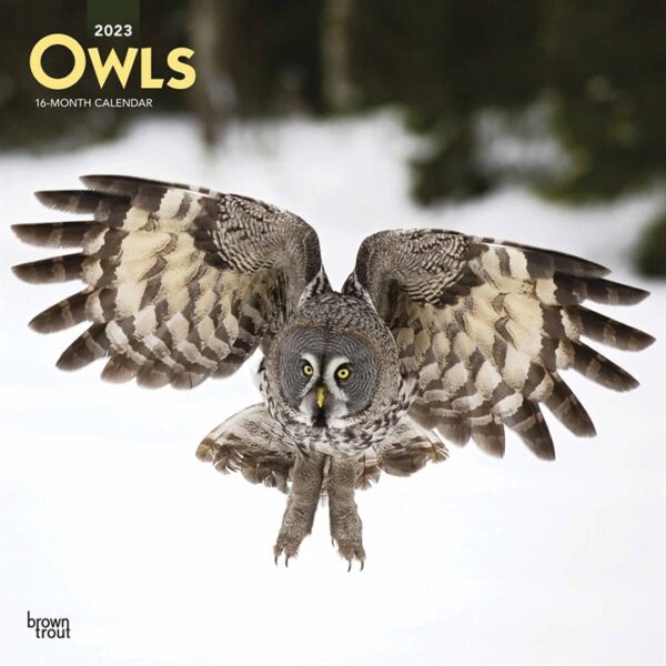 Owls Calendar 2023