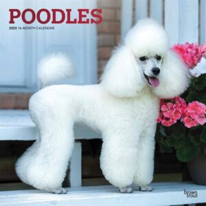 Poodles Calendar 2023