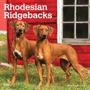 Rhodesian Ridgebacks Calendar 2023