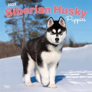 Siberian Husky Puppies Calendar 2023