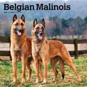 Belgian Malinois Calendar 2024