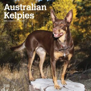 Australian Kelpies Calendar 2024