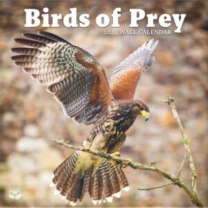 Birds of Prey Calendar 2024