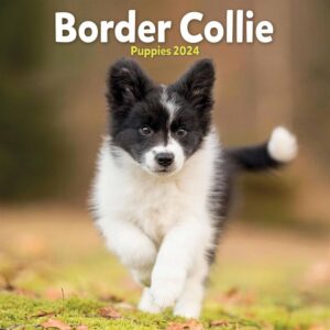 Border Collie Puppies Mini Calendar 2024