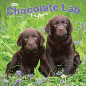 Chocolate Lab Puppies Calendar 2024