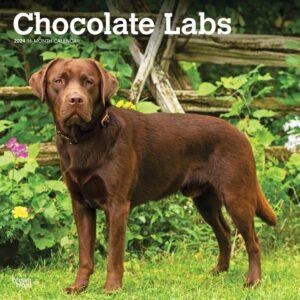 Chocolate Labs Calendar 2024