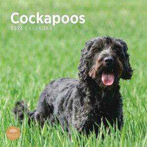 Cockapoos Calendar 2024