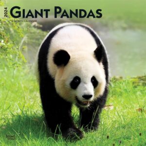 Giant Pandas Calendar 2024