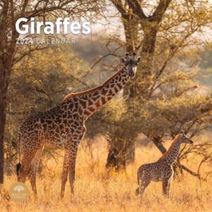 Giraffes Calendar 2024