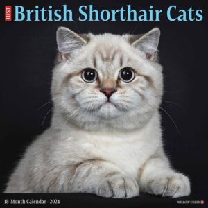 Just British Shorthair Cats Calendar 2024