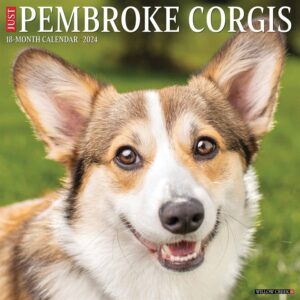 Just Pembroke Welsh Corgis Calendar 2024