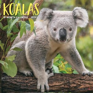 Koalas Mini Calendar 2024