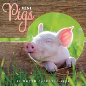 Mini Pigs Calendar 2024