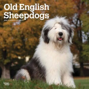 Old English Sheepdogs Calendar 2024