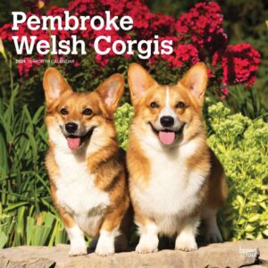 Pembroke Welsh Corgis Calendar 2024