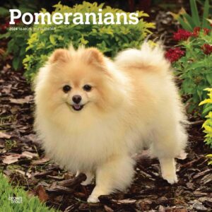 Pomeranians Calendar 2024