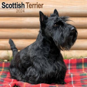 Scottish Terrier Calendar 2024