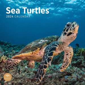 Sea Turtles Calendar 2024