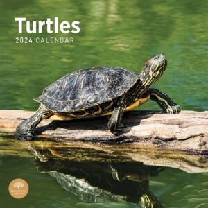 Turtles Calendar Calendar 2024
