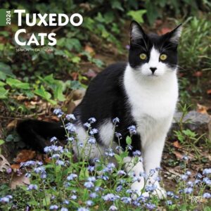 Tuxedo Cats Calendar 2024