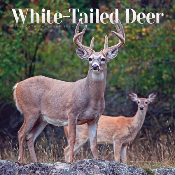 White-Tailed Deer Calendar 2024