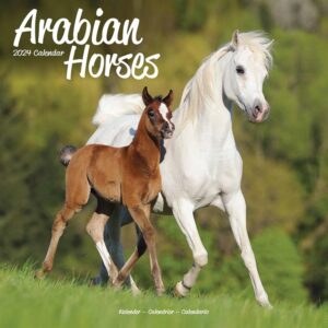 Arabian Horses Calendar 2024
