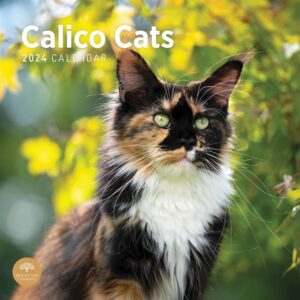 Calico Cats Calendar 2024