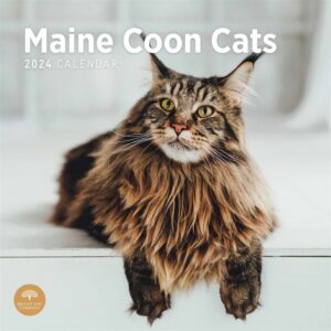 Maine Coon Cats Calendar 2024