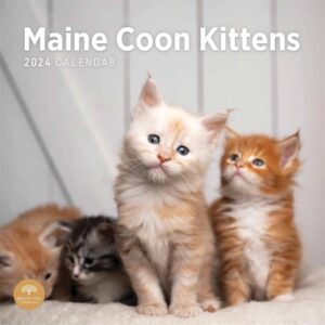 Maine Coon Kittens Calendar 2024